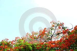 Flame -boyant tree with blue sky