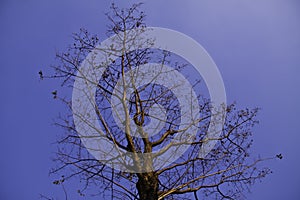 The tree in the blue sky