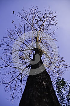 The tree in the blue sky