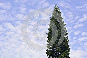 Tree and blue sky.