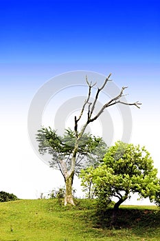 Tree with blue sky