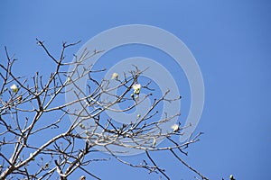 A tree with blue sky