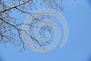 A tree with blue sky