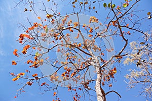 A tree with blue sky