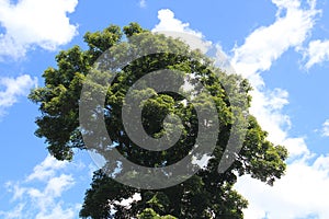 Tree with blue sky