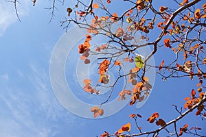 A tree with blue sky