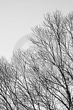 Tree with blue sky background