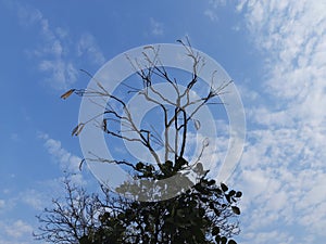 Tree in blue sky background in forest.