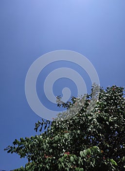 Tree blue sky, beautiful trees on sky background.