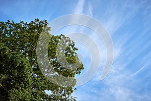 A tree with blue sky and cloud in background.