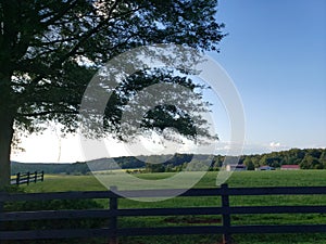 Tree blue sky fence horizon