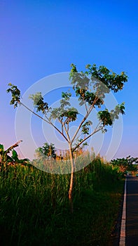 Tree Blue Sky Potrait