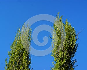 Tree blue sky, tree top against blue sky on a sunny day