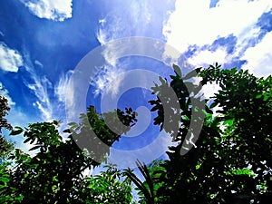 Tree, blue sky and white clouds in sunny day