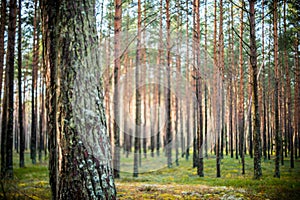 Tree and blur forest