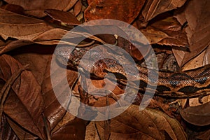 Tree Boa, wildlife nature. wildlife nature. Close-up detail in the forerst, Andasibe Mantadia NP, Madagascar.