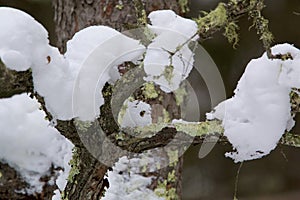 Tree in Bog  847258 photo