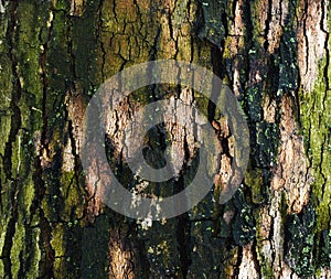 Tree bole for background photo