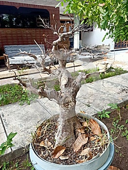 Tree bonsai fossil dry beautiful photo
