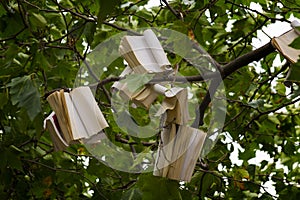 Tree with books