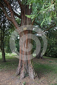 Tree in Botanical garden