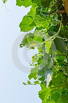 Tree of bottle gourd