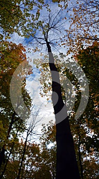 Tree from the bottom in autumn