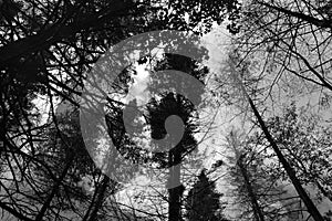 Tree from the bottom