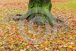 Tree bottom trunk fall autumn colorful leaves orange gold