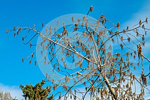 Tree boughs on a blue sky background