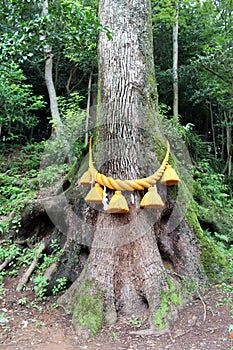 Tree bound by shimenawa rope of Japanese Shinto