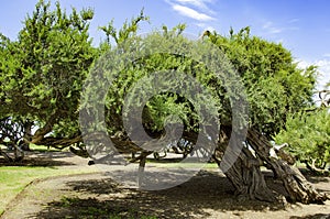 Tree bowed by the wind at the seaside San Diego, California, USA