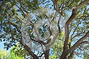 Tree braches and leaves soaking up sunlight in Laguna Woods, Caliornia