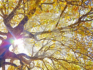 Tree brances and leaves in autumn, sun beams, natural ecology background