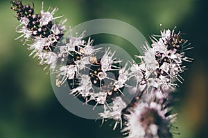 Tree branch abloom natural background