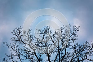 tree branch against blue sky