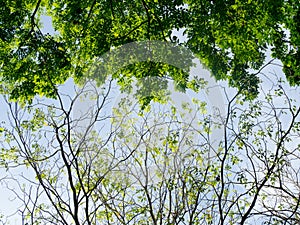 Tree with branch against with blue sky in spring nature. Season change concept