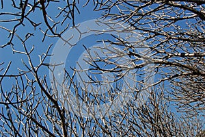 Tree branch against sky.