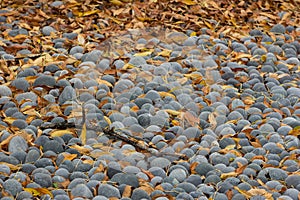 Tree Branch and autumn leaves Lying on Round Grey stones