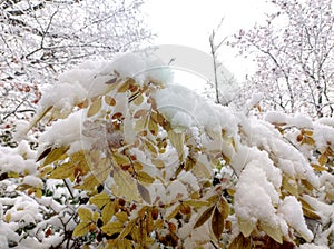 Tree branch with autumn yellow colored leaves snow-covered in artistic winter scenery