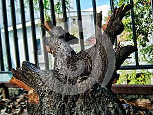 tree branch background aestetic photo