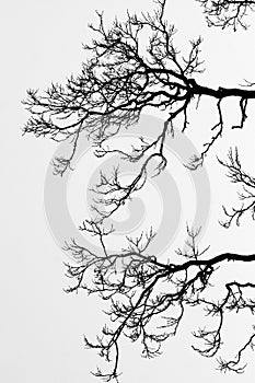 Tree branch backgrounds