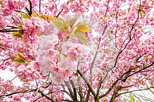 Tree branch with beautiful pink flowers