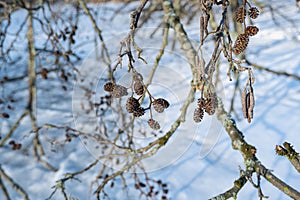 Tree branch with black alder seed cones and catkins, bare twig in winter forest sunrise, desolate skiing and hiking route on lake