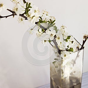 Tree branch with blooming flowers in a vase