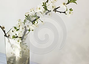 Tree branch with blooming flowers in a vase