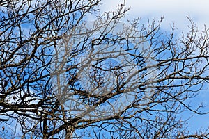 Tree branch on blue cloudy sky background