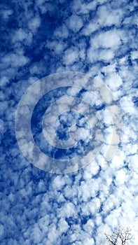 Tree branch and blue sky with white fluffy cloud