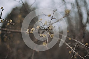 Tree branch on a blurred background