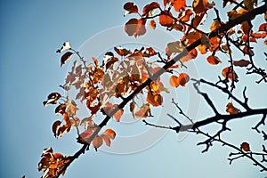 Tree branch with bright orange autumn leaves on blue sky background
